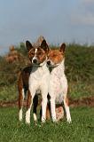 BASENJI 086